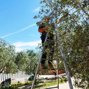 Ramassage d'olive du moulin du gaf de famian à Bollène