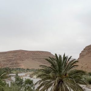 Paysage désert avec palmiers, voyage PDO Bollène